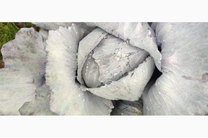 Продажа червоноголовой капусты- фото № 3