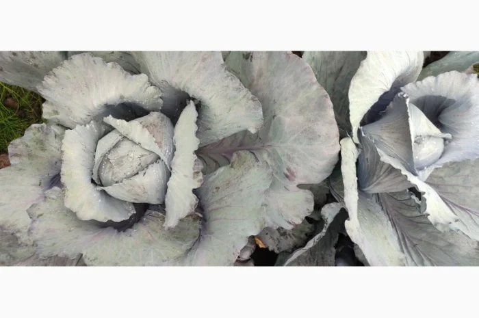 Продажа червоноголовой капусты- фото № 4