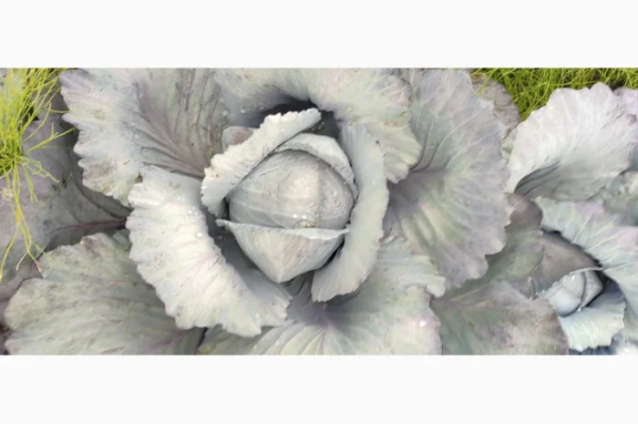 Продажа червоноголовой капусты- фото № 5