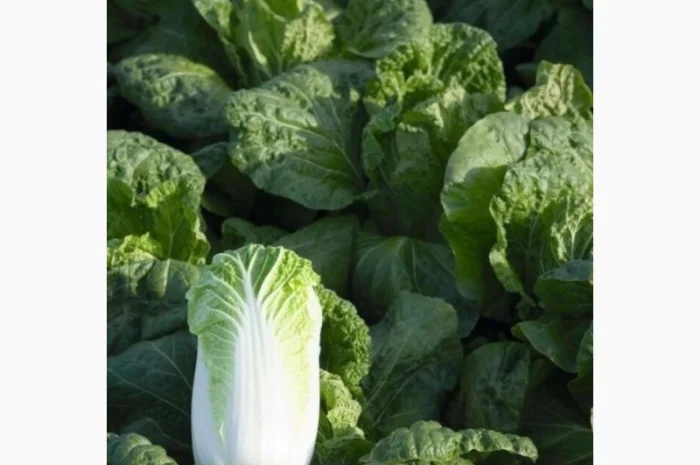 Пекінська капуста Білко F1 на продаж- фото № 1