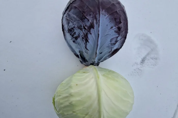 Продажа капусти сорту Агресор- фото № 1