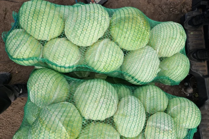 Продажа капусти сорту Агресор- фото № 2