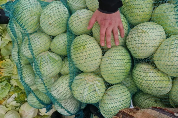 Продажа капусти сорту Агресор- фото № 3