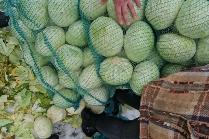 Продажа капусти сорту Агресор- фото № 4