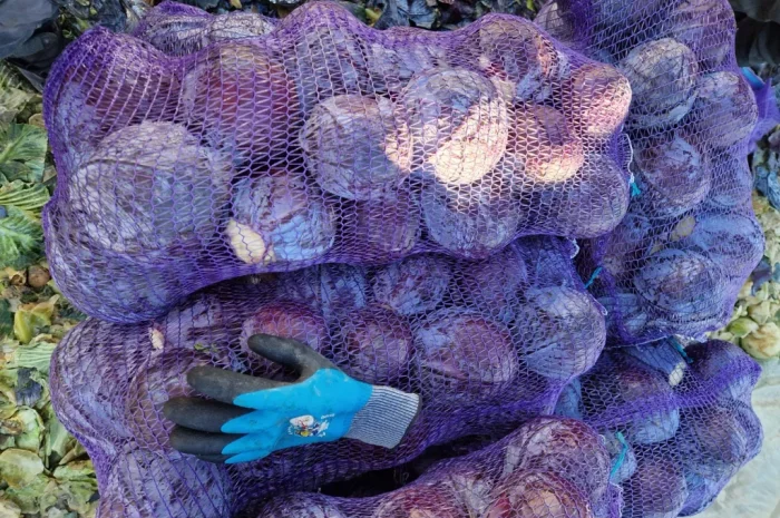 Продажа капусти сорту Агресор- фото № 5