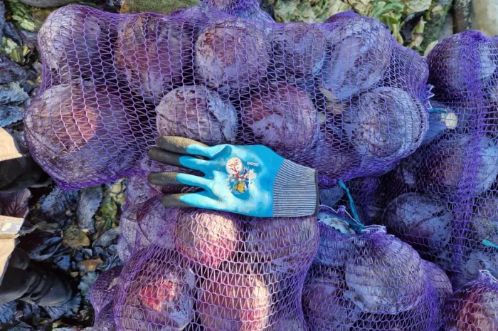 Продажа капусти сорту Агресор- фото № 6