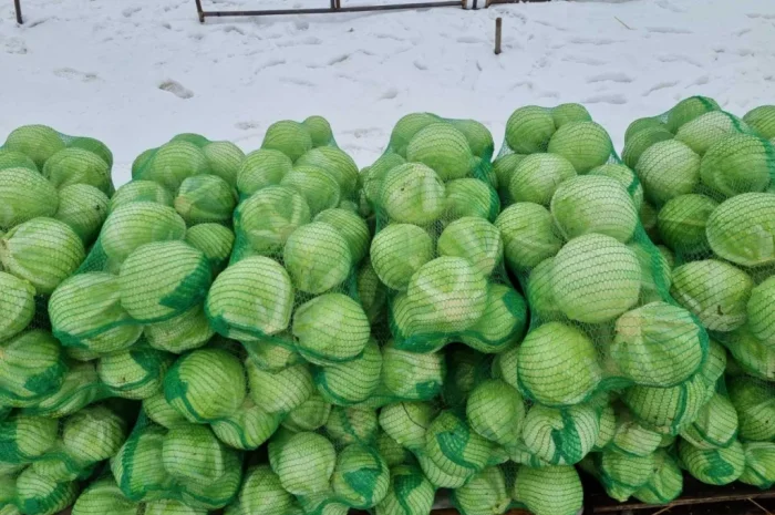 Продажа капусти сорту Агресор- фото № 7