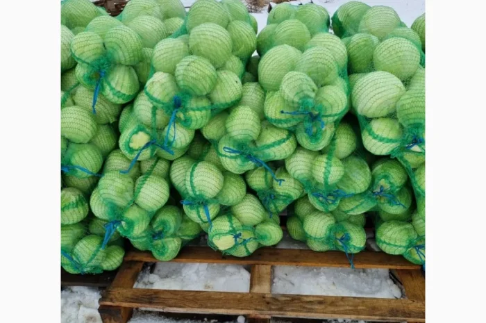 Продажа капусти сорту Агресор- фото № 8