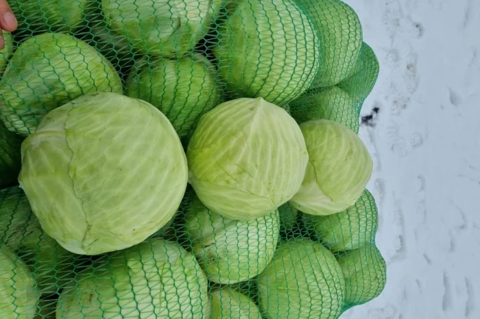 Продажа капусти сорту Агресор- фото № 9