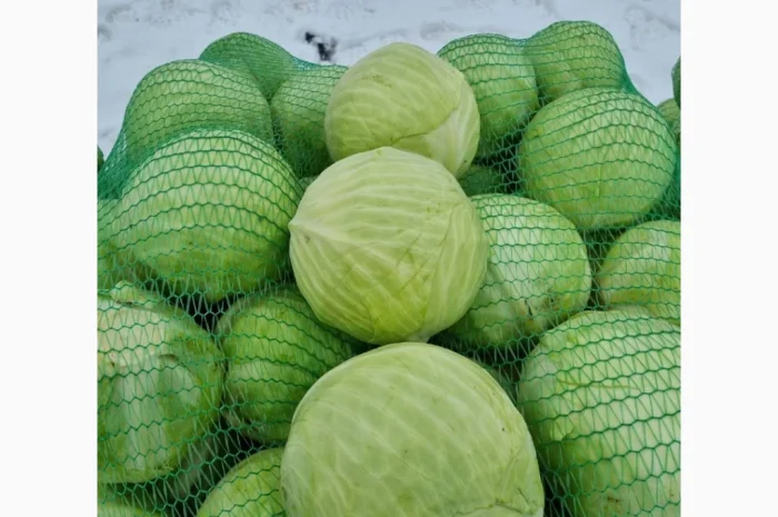 Продажа капусти сорту Агресор- фото № 10