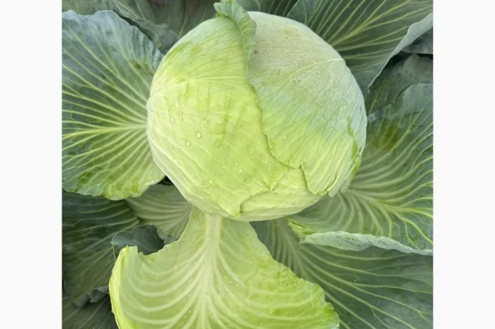 Капуста Агресор вагою від 1.5 до 3 кг- фото № 1