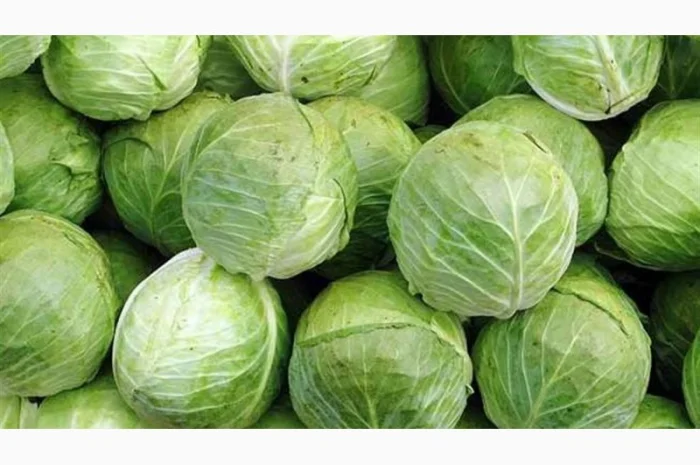 Покупка капусти на постійній основі- фото № 1