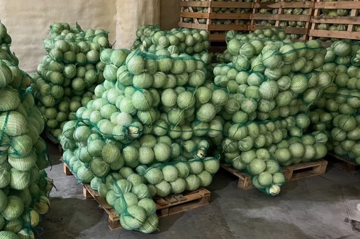 Капуста сорт Зенон оптом- фото № 1