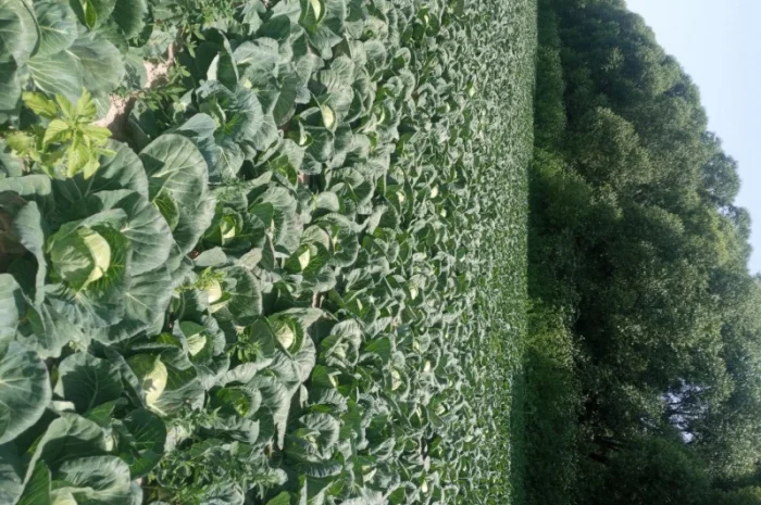 Капуста Фарао, Болікор, Лема на продажу- фото № 1