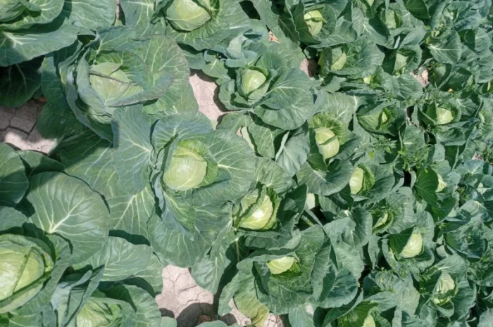 Капуста Фарао, Болікор, Лема на продажу- фото № 3