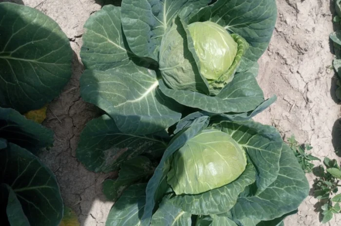 Капуста Фарао, Болікор, Лема на продажу- фото № 4