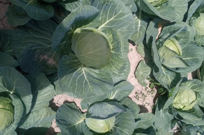 Капуста Фарао, Болікор, Лема на продажу- фото № 5