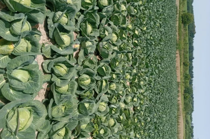 Капуста Фарао, Болікор, Лема на продажу- фото № 6