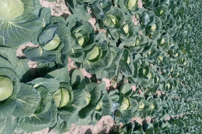 Капуста Фарао, Болікор, Лема на продажу- фото № 7