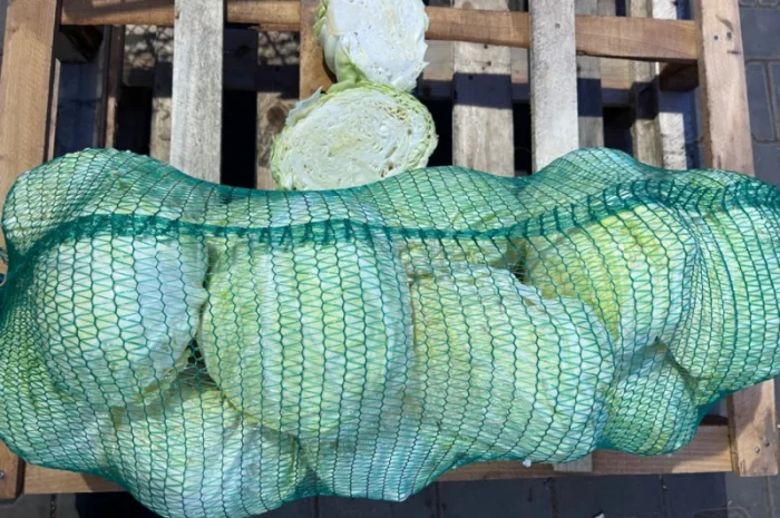 Капуста белокочанная- фото № 1