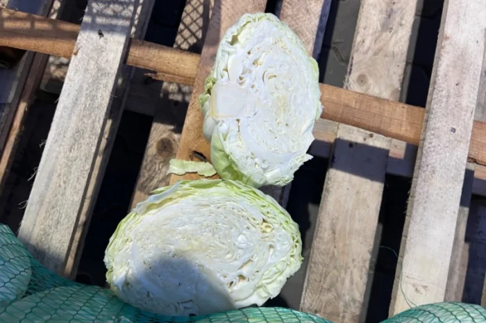 Капуста белокочанная- фото № 3