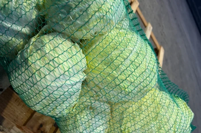 Капуста белокочанная- фото № 4