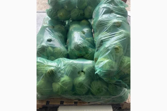 Капуста молодая- фото № 1