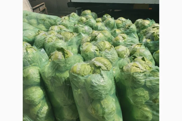 Капуста молодая- фото № 2