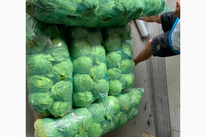 Капуста молодая- фото № 4