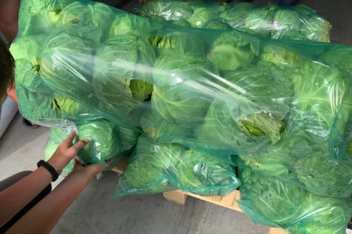 Капуста молодая- фото № 5