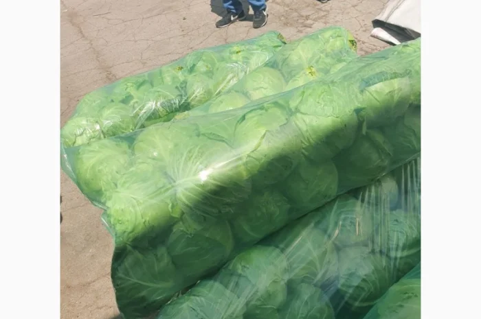 Капуста молодая- фото № 6