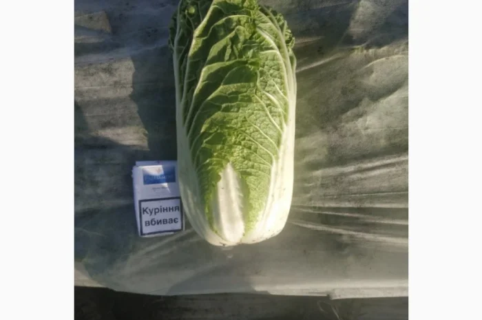 Пекинская капуста- фото № 1