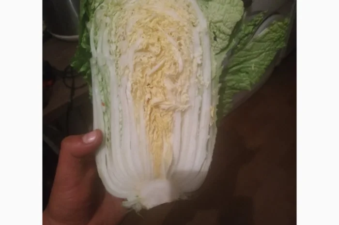 Пекинская капуста- фото № 2