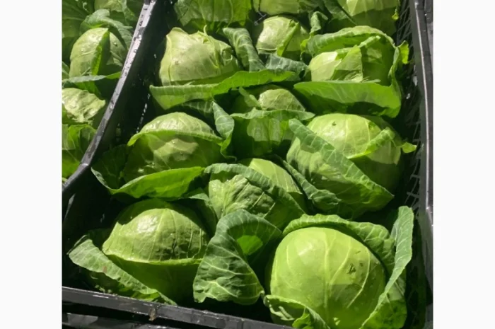 Капуста молодая (Македония)- фото № 11