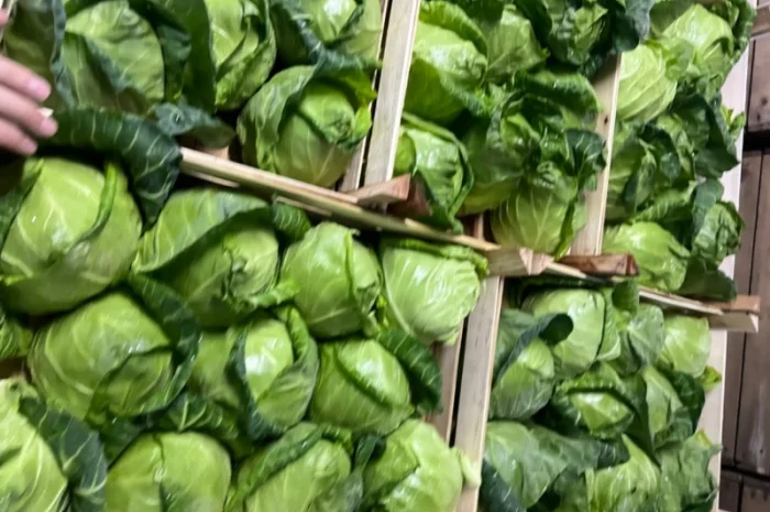 Капуста молодая (Македония)- фото № 2