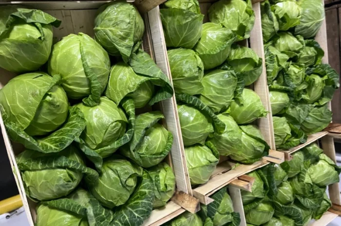 Капуста молодая (Македония)- фото № 10