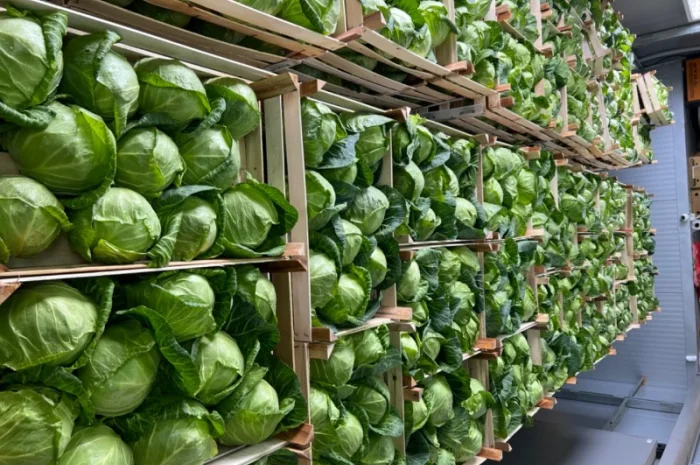 Капуста молодая (Македония)- фото № 9