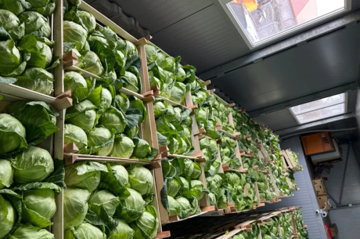 Капуста молодая (Македония)- фото № 8