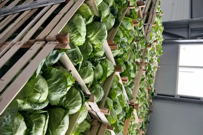 Капуста молодая (Македония)- фото № 7