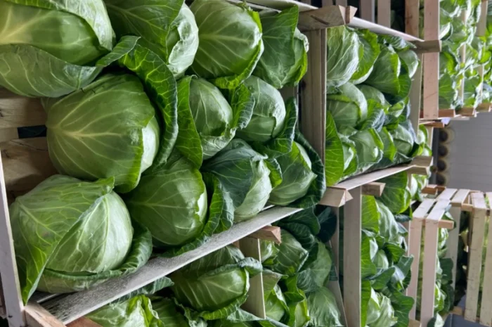 Капуста молодая (Македония)- фото № 6