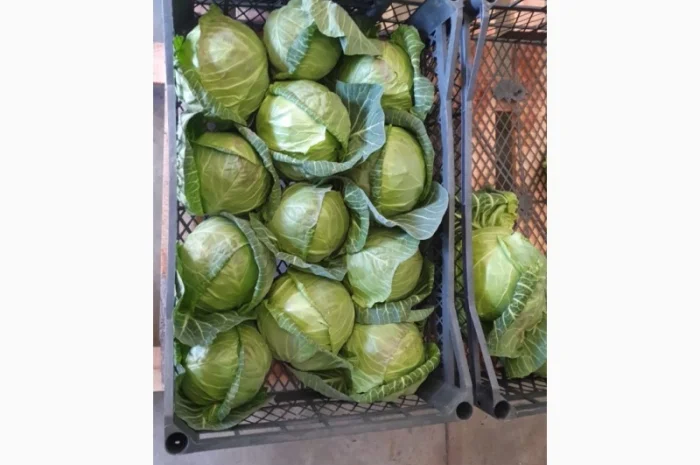 Капуста молодая (Македония)- фото № 1