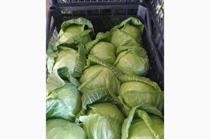 Капуста молодая (Македония)- фото № 18