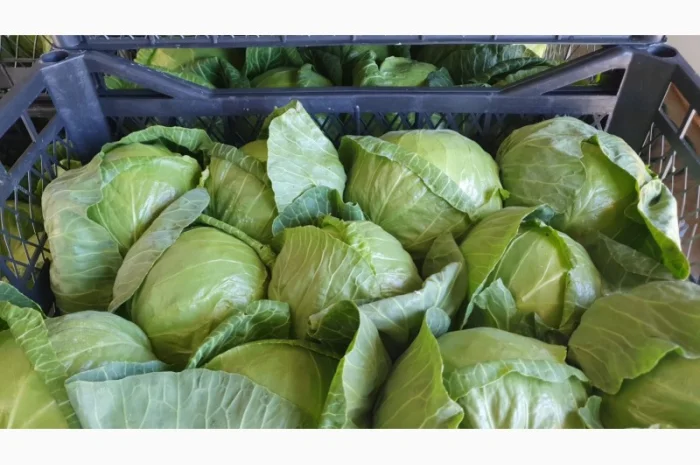 Капуста молодая (Македония)- фото № 17