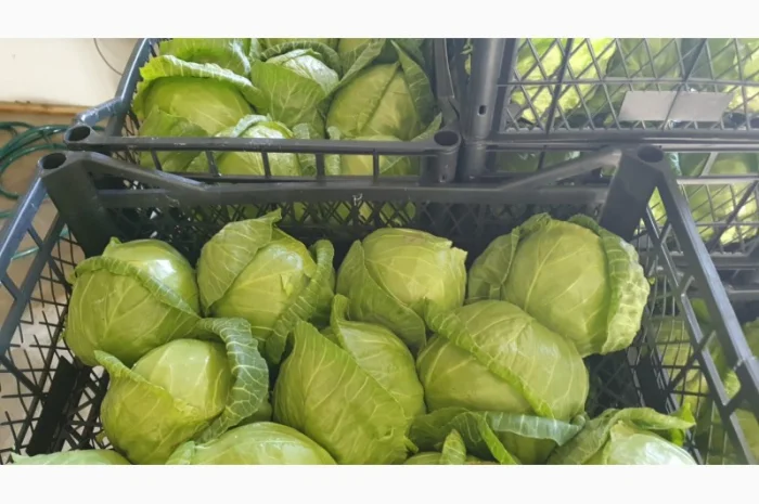Капуста молодая (Македония)- фото № 16