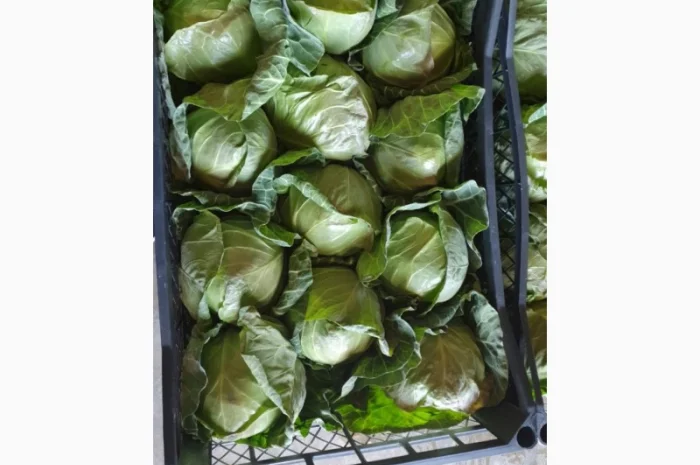 Капуста молодая (Македония)- фото № 15