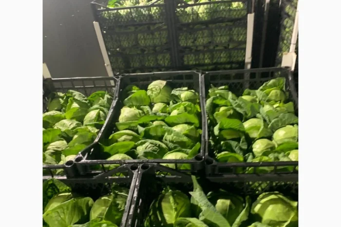 Капуста молодая (Македония)- фото № 13