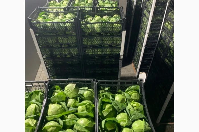 Капуста молодая (Македония)- фото № 12