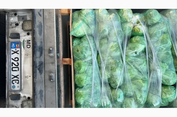 Молодая капуста- фото № 4