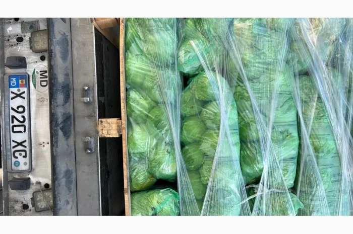 Молодая капуста- фото № 5