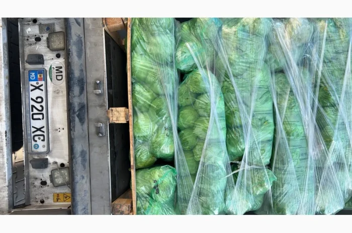 Молодая капуста- фото № 6